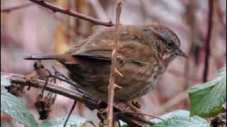 Birding at Meadowbrook Pond, Jan 3, 2024