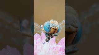 Dragonfly cleaning it's face #insects #wildlife #nature #cute #dragonfly #animals #shorts #viral