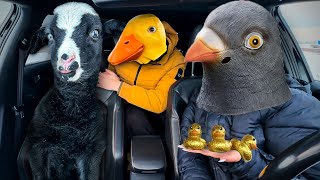 Chicken Surprises Puppy &Rubber Ducky with Car Ride Chase! by Ducky life