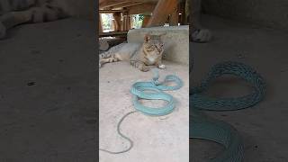 #cat vs #snake #subscribe #youtubeshorts #shortvideo #shorts #short #ytshorts #viralvideo #youtube