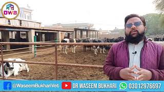 Winter Feed Solution For Dairy Animals || Feed Table || Farm Management || Winter Feed