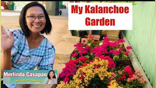 My Kalanchoe Garden -Pinay Countrylife #garden #flowers #plants