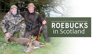 ROEBUCK IN SCOTLAND