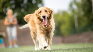 Socializing Golden Retriever Puppies-How to Play Well?