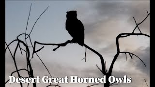 Desert Great Horned Owls