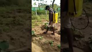 ADDING LIQUID FERTILIZER FOR CHILLI, BRINJAL AND BITTERGUARD PLANTS #agriculture #always #farming