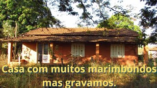 A casa habitada pelos marimbondos.