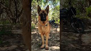 German shepherd black mask male dog #shorts #short #viral #trending #youtubeshorts #music