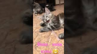 Котята мейн кун #shorts