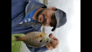 Liberando 3 blue gill