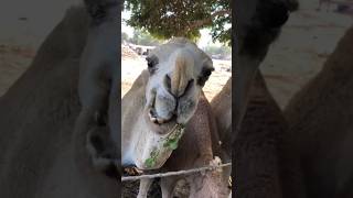 Amazing camel #camel #youtubeshorts #birds #peacock #youtubevideos #animals #ytshorts #shorts