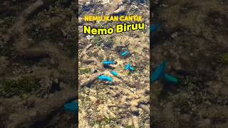 Ngebolang Ketemu sma IKAN NEMO BIRU super duper Cantik guyss🐟🐠