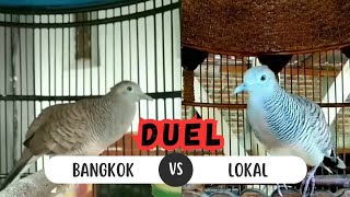 DUEL PERKUTUT BANGKOK DAN PERKUTUT LOKAL