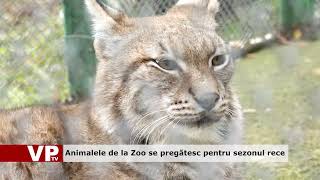 Animalele de la Zoo se pregătesc pentru sezonul rece