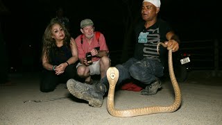 विदेशी महिला की साहस देख आप दंग रह जाएंगे, गुस्सैल नाग का लिया चुम्मा।Angry Cobra attack foreigners