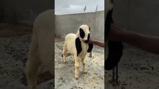 Larkana beauty 😍 #sheepfarming #latestupdate #shoq #2025 #subscribe