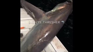 BIG THRESHER SHARK | MY LONGEST FISHING BATTLE | CATCH AND RELEASE