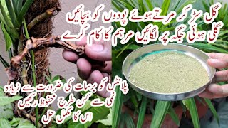 Barsaat Mein Plants ki Care | How to protect plants from Excess Moisture | Plants ko Healthy Rakhein