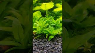 Staurogyne Repens #plantedtank #electronic #pflanzen #co2 #slowmovingplenum