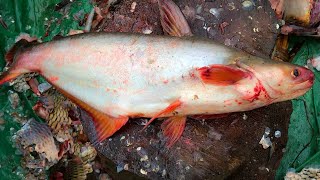 Amazing Pangasius Fish Cutting Skills In Bangladesh Fish Market By Expert Fishmonger