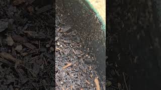 Ants migrate out of potted plant after watering