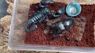 giant forest scorpion vs small dorcus titanus - beetle vs Scorpion