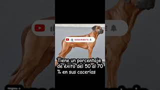 ¿CUÁL ES EL MEJOR PERRO DE CAZA DEL MUNDO? #shorts