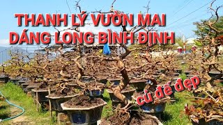 Thanh lý mai dáng long Bình Định LH 0772 447 449 Mai vàng bình định