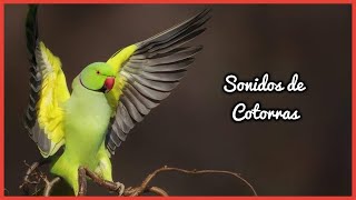 SONIDOS de COTORRAS (1 Hora) 🐦🎶🔊