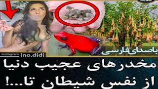 مخدرهای عجیب دنیا از نفس شیطان تا ...!