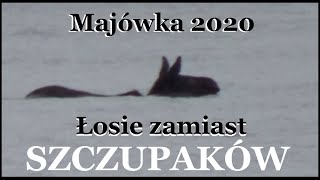 Majówka 2020 - Łosie zamiast szczupaków