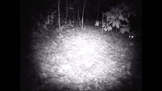 Rotfuchswelpe  entdeckt die Wildcam DÖRR BolyGard 5,0MP