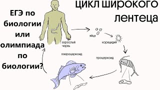 Широкий лентец: жизненный цикл и меры профилактики