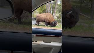 He didn’t like me being around #bison #yellowstone