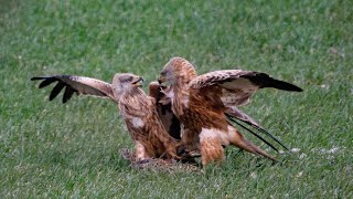 Redkites feasting on carcass of another bird.