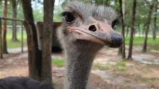 Ostrich Close-Up!!! Look