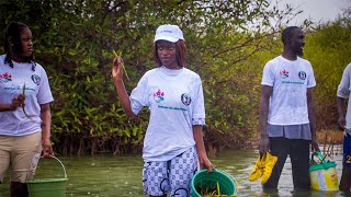 Sauvegarde de la mangrove : le CFPE de Bekhar près de 13 000 propagules à Guembeul