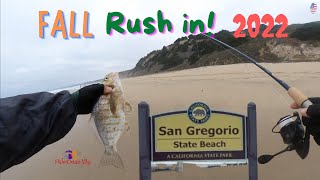 San Gregorio State Beach| FALL 2022| Surfperch Fishing.