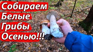 Чудо Лес! Белые Грибы! Опята! Говорушки! Собираем грибы поздней Осенью!