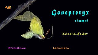 Gonepteryx rhamni, Brimstone, Limonera, Zitronenfalter, Hatching, 4K, trilingual, Video 03