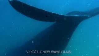 Swimming with a Southern Right Whale