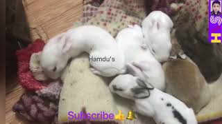 My little rabbits hamdu's