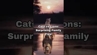 Cats vs Lions: Surprising Family Ties!#ytshortsvideo #facts #cats #lion #info #trend #yourguy