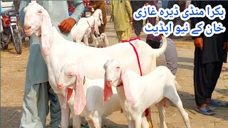 Goat Mandi Dera Ghazi Khan 2025 Sacrifice Goats Pregnant Goats Kids Goats New Update ShahzebGoatFarm