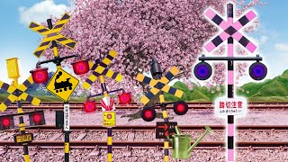 【 踏切アニメ 】 桜見物踏切 🌸🚦🌸 Sakura viewing railroad crossing!!