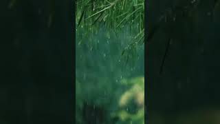 Rain Sounds | The sound of rain on the bamboo leaves #shorts #shortsvideo #rain #hujan