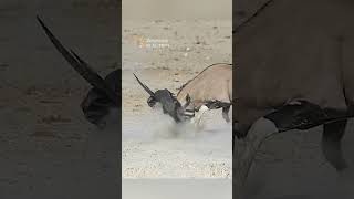 Honey badger attacks the wrong Oryx #animals #wildlife #shorts