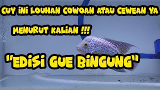 ini Ikan Louhan Kamfa !!! Jantan atau Betina ???