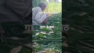 बाजरा की कटाई चल रही हमारे यहा