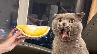 ПРИКОЛЫ С ЖИВОТНЫМИ ДО СЛЕЗ / Смешные КОТЫ 2021 / Приколы с КОТАМИ / Funny ANIMALS video #50